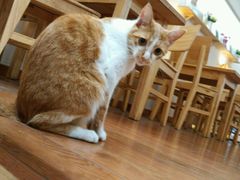 -猫的天空之城概念书店(西塘古镇店)