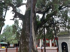-黄帝陵