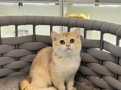 -lincat·猫舍(广州店)