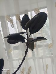 -HEYAN荷妍专业脱毛连锁机构