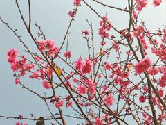 -天适樱花悠乐园