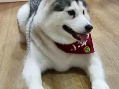 -Husky Go! 哈士奇体验馆·宠物咖啡厅狗咖