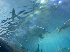 -瑞普利水族馆