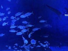 -烟台海昌鲸鲨海洋公园