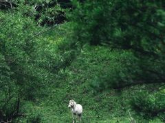 -乌兰布统草原