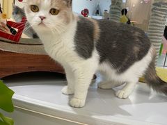 -COLOR PETS 撸猫馆·购猫·猫咖(长风大悦城店)