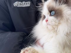 -喵百万·布偶·蓝金金渐层英短·猫舍(百子湾店)