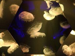 -西海国立公园九十九岛水族馆