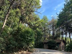 -铁山坪森林公园