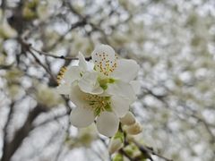 -桃花堤公园