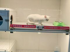 -lincat·猫舍(广州店)