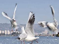 -海埂大坝
