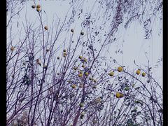 -兰陵国家农业公园