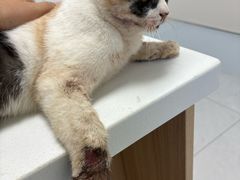 -达爱动物医院·犬猫分区·CT·复杂眼科(远洋山水分院)