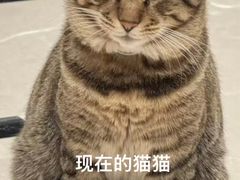 -虹泰宠物医院 ·旗舰店·24h(南秀路店)
