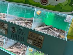 -上海大自然野生昆虫馆(东方明珠·爬宠昆虫探索中心)