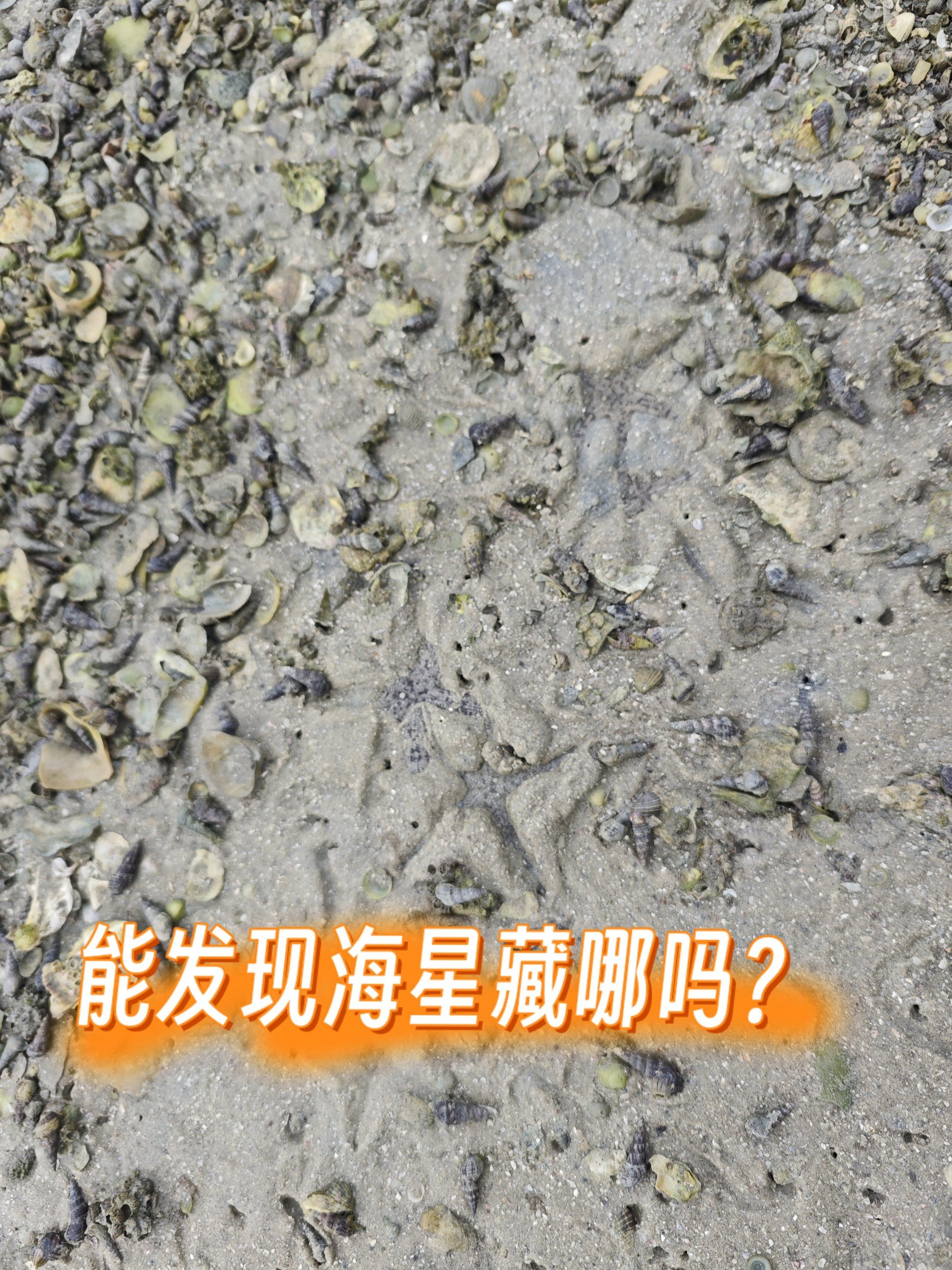 没想到这海星这么多