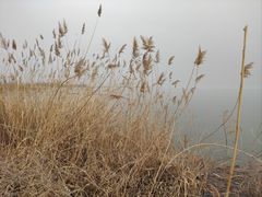 -微山岛春天里酒家