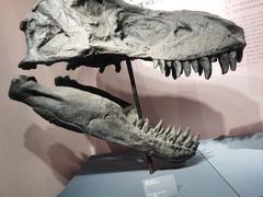 -自贡恐龙博物馆