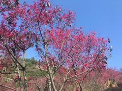 -深圳仙湖植物园