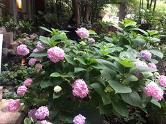 -谷咖啡·鲜花绿植花园餐厅
