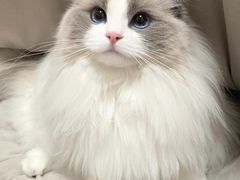 -小猫来了·猫舍(红山六九七九店)