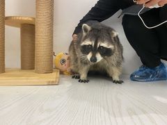-浣熊柯尔鸭土拨鼠·电玩咖
