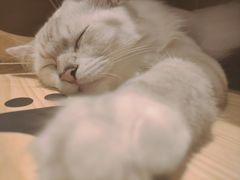 -绒爪撸猫下午茶·猫咖