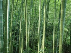 -蜀南竹海景区