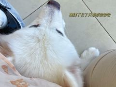 -怪兽屋·羊驼·猫咖·狗咖(俊华广场店)