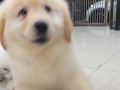 -乐琪宠物医院·犬猫专科·骨外科·急重症