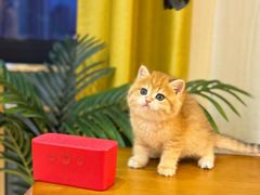 -猫十亿·布偶金渐层·曼基康矮脚猫舍(青年路店)