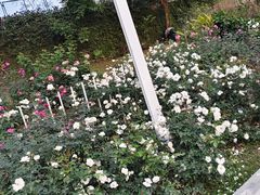 -人民公园(罗湖区)