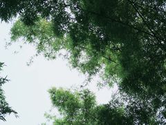 -望江楼公园