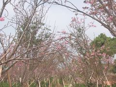-天适樱花悠乐园