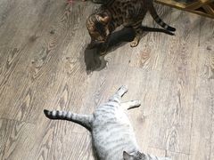 猫猫-小时光咖啡馆(开森度假森林店)