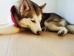 -Husky Go! 哈士奇体验馆·宠物咖啡厅狗咖