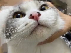 -爱诺耐芙动物医院(万博店)