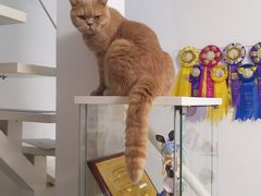 -团子家猫咪猫咖馆·柯基·柯尔鸭