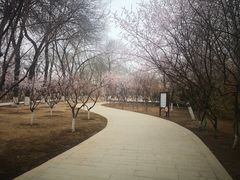 -桃花堤公园