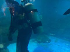 -烟台海昌鲸鲨海洋公园