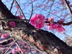 -洋湖国家湿地公园