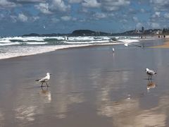 -黄金海岸