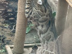 -青藏高原野生动物园
