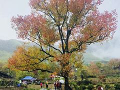 -塔川景区
