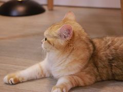 -猫大福·Fortune Cat猫舍(百子湾店)