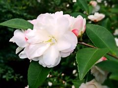 -墨尔本皇家植物园