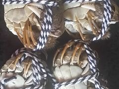 -喜洋洋蟹庄(阳澄湖店)