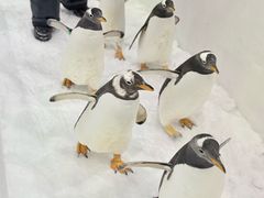 -广州热雪奇迹