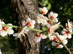 -荔枝公园(福田区)